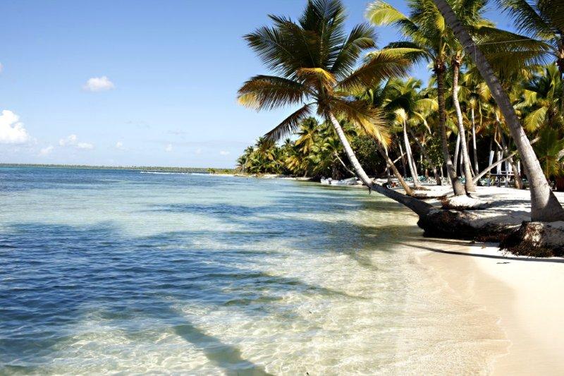 Palm Trees on a Dominican Beach