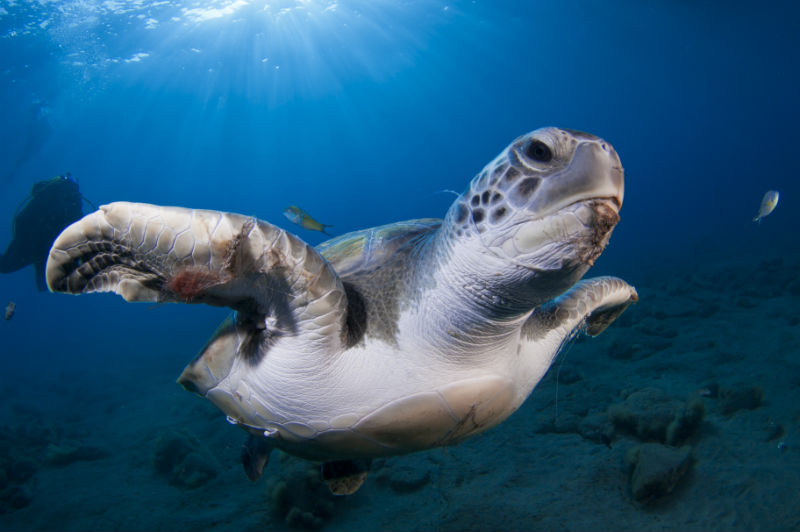 Tenerife Turtle Europe Diving