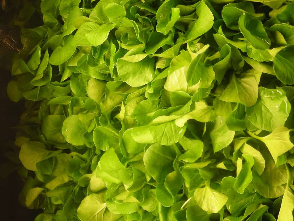 The 7 Healthiest Foods You Aren't Eating (Yet) 2 Healthiest Foods 5111479269 82bc373c88 b1 Healthiest Foods