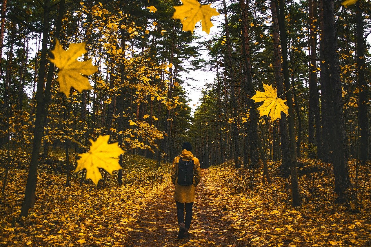 autumn 1804592 12801 Dandruff