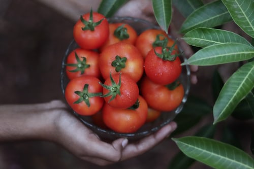 tomato Dandruff